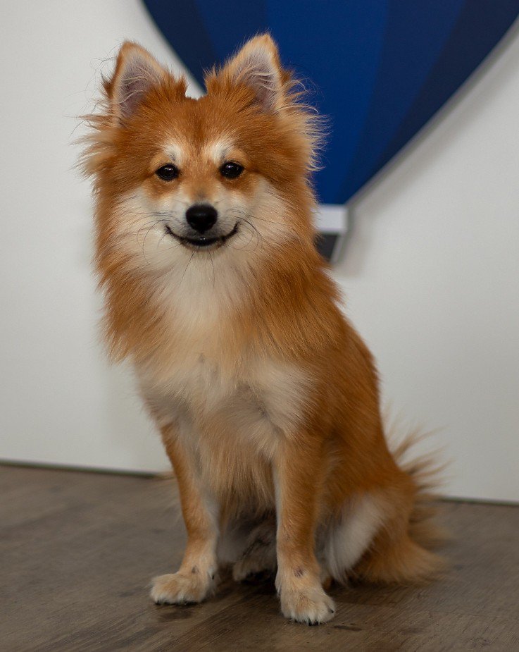 Milo - B�rohund bei Stockhausen Immobilien in Schongau